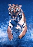 Tiger Running Wild Mini A2 Paper Poster