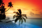 Maldives Sunset Palm Beach - Maxi Paper Poster