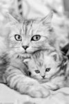 Keith Kimberlin - Grey Cat & Kitten - Maxi Paper Poster