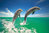2 Dolphins Leaping, Green Waters - Maxi Paper Poster