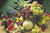 Frutta Fresca Fruit Maxi Paper Poster