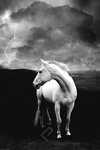 White Horse B/W - Maxi Paper Poster
