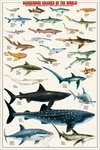 Dangerous Sharks Of the World - Maxi Paper Poster