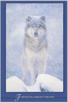 Artic Wolf Tenderness Maxi Paper Poster