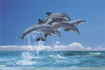 Dolphins Steve Bloom Maxi Paper Poster