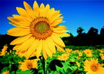 Sunflower Field - Paper Poster