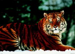 Siberian Tiger Snow - Paper Poster